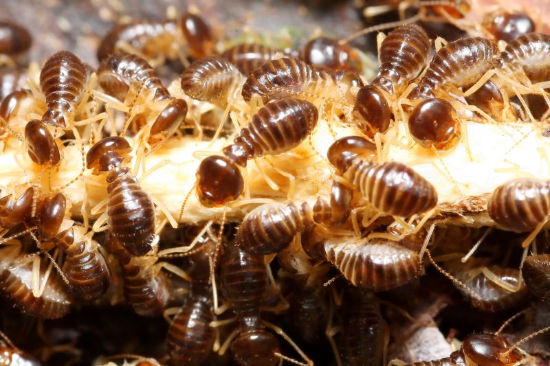 Termite Inspection Service